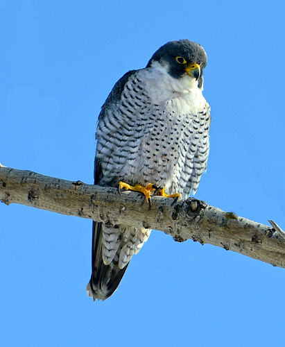 Falco_peregrinus_m_Humber_Bay_Park_Toronto